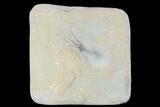 Detailed, Jurassic Brittle Star (Palaeocoma) Fossil - Lyme Regis #177066-1
